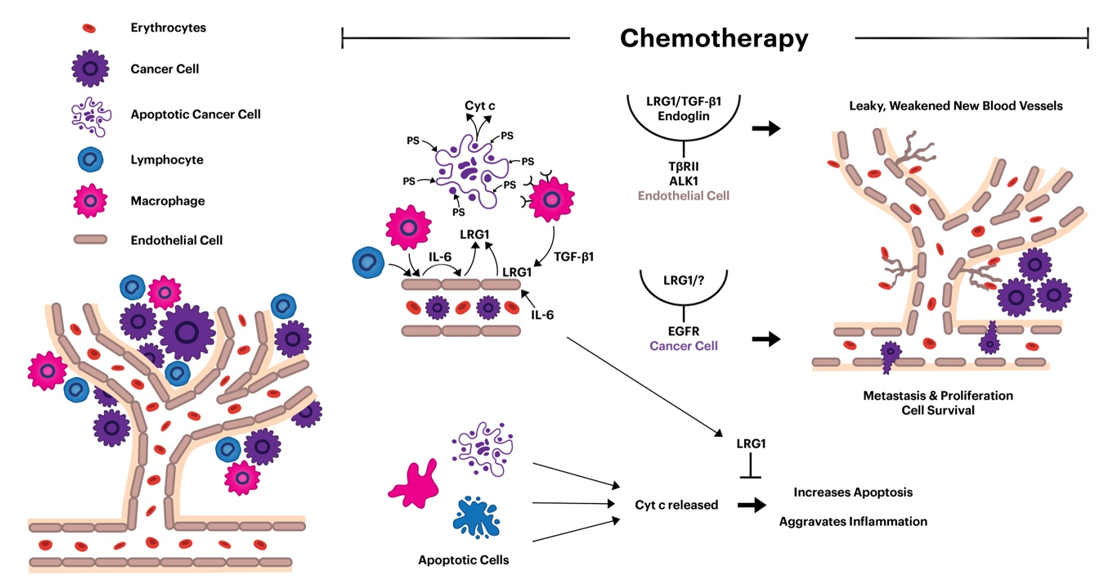 Figure 2. Schematic summary of LRG1 functions.